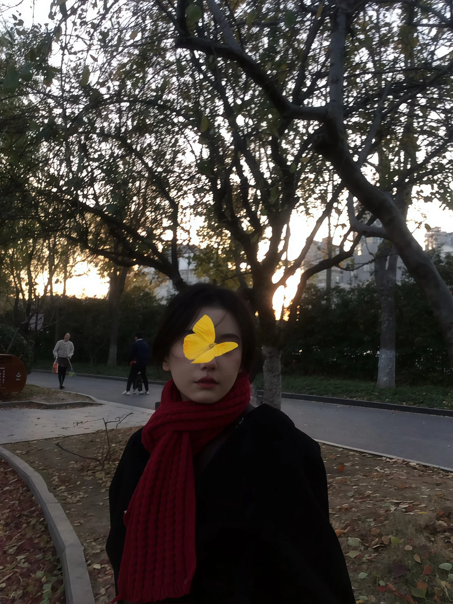 桔梗写真图片(2)